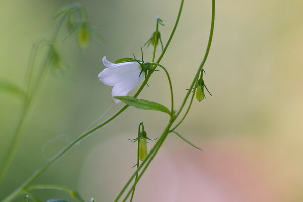 Нежный полевой цветок колокольчик