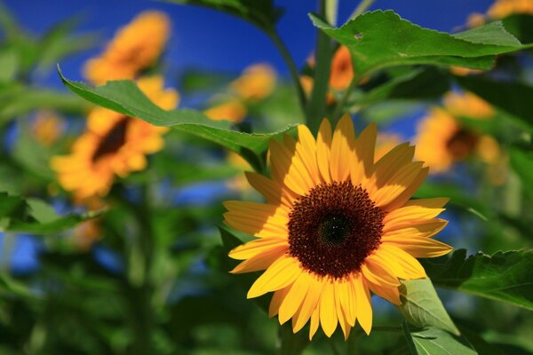 Girasol brillante con hojas