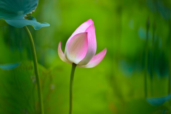 Schöner Lotus auf grünem Hintergrund