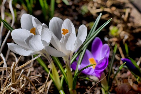 Deux Crocus blancs et un violet