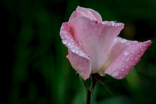 Morgentau auf einer rosa Rose