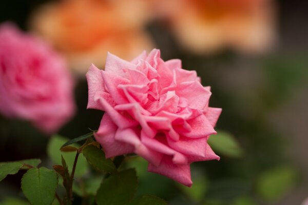 Photo de rose gros plan