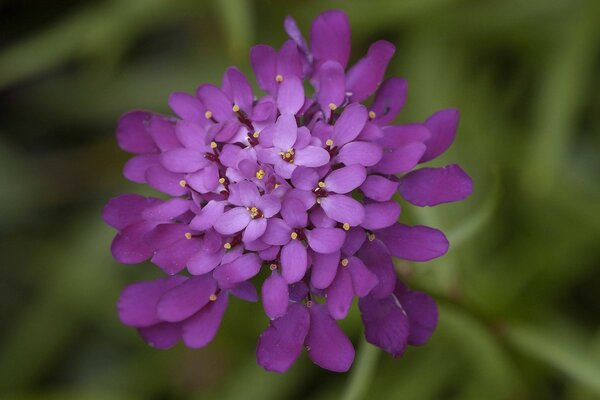 Flor púrpura con muchos pétalos de cerca