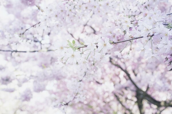 Photo de la floraison printanière des arbres