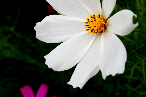 Bel fiore bianco su sfondo