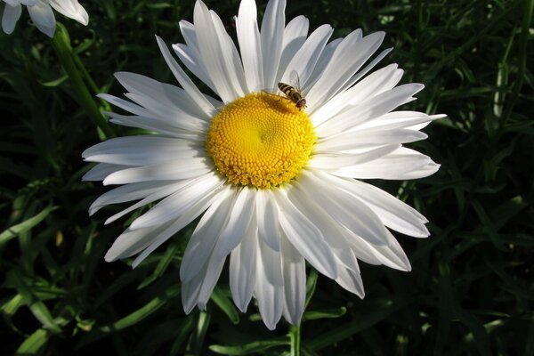 A bee on a chamomile flower collects honey