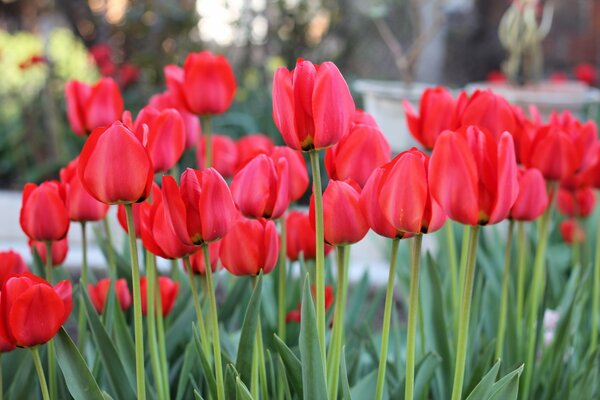 Fleurs de tulipes fleuries dans le jardin