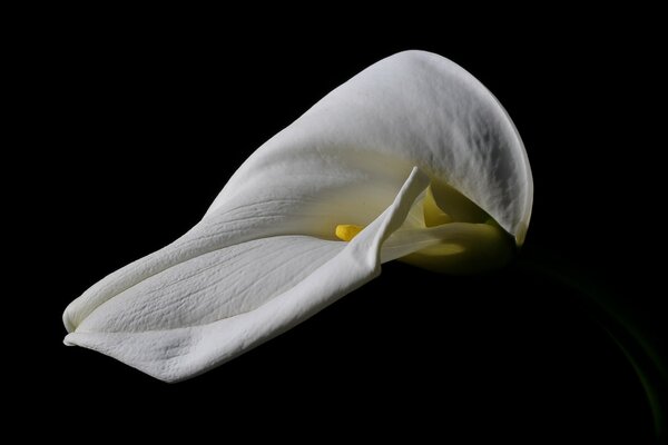 Calla on a black background