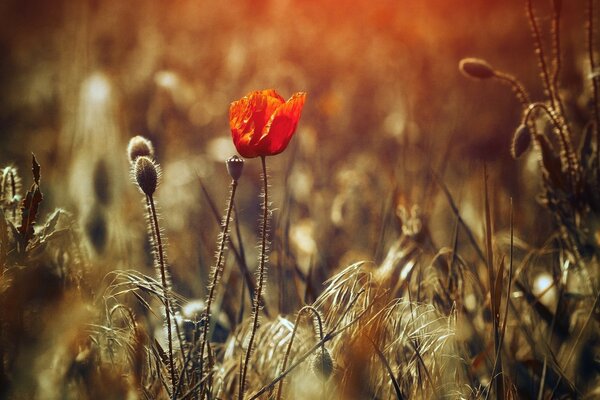 Fiore di papavero nel campo