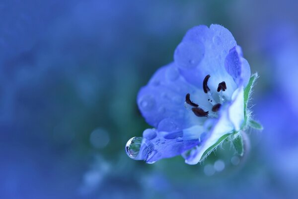 Fleur bleue sur fond flou