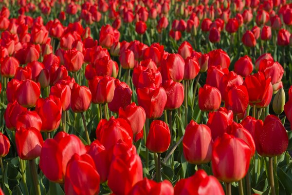 The plantation of red tulips is close