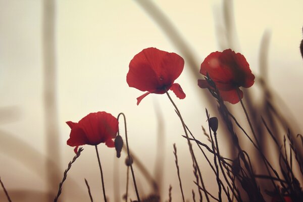 Red poppies at dawn