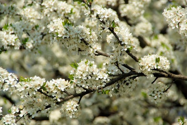 Spring blooming tree, white flowers