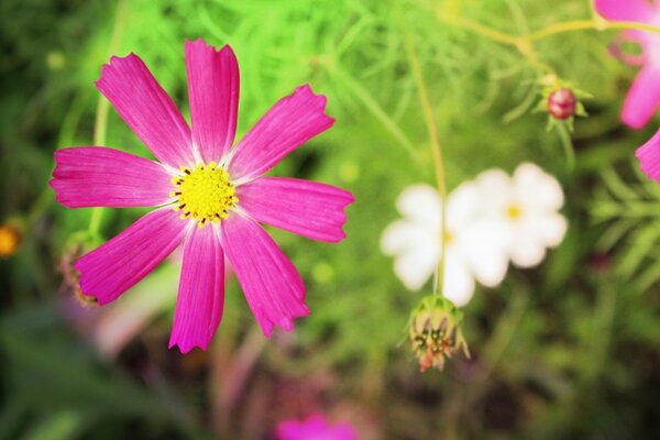 Schöne rosa Blume mit gelbem Staubblatt