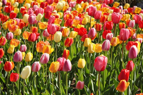 A field of tulips is a whole plantation