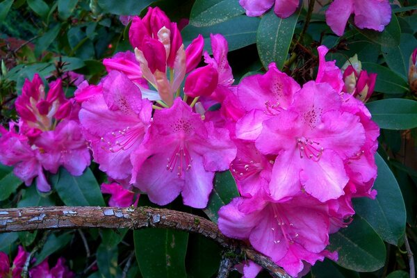 Rosa Rhododendren Knospen am Zweig