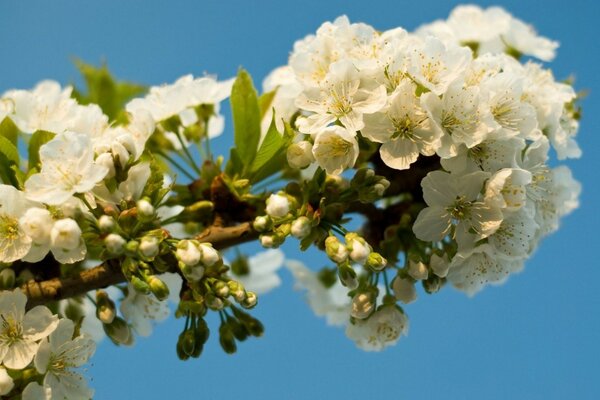 Sakura Bianca durante la fioritura