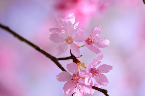 Belles fleurs roses au printemps