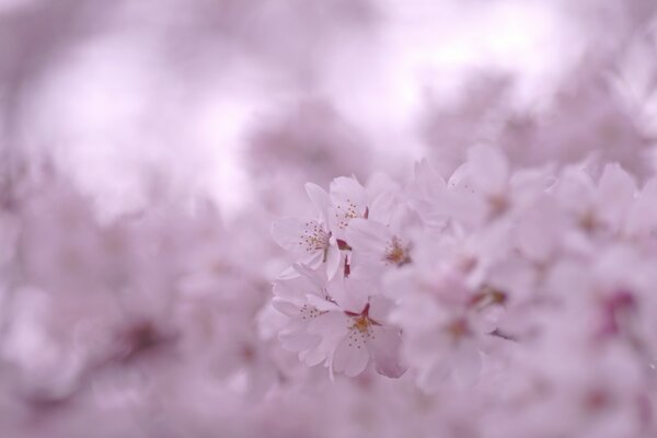 Au printemps, les fleurs de cerisier délicates sont très belles