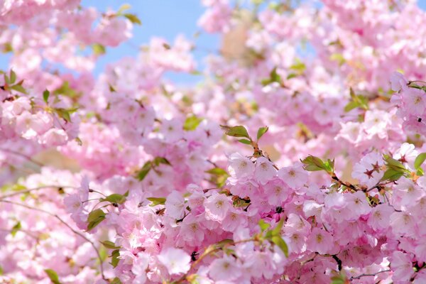 Fleurs de cerisier roses au soleil