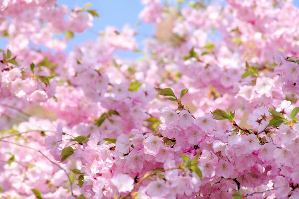 Розовые цветы сакуры в солнечном свете