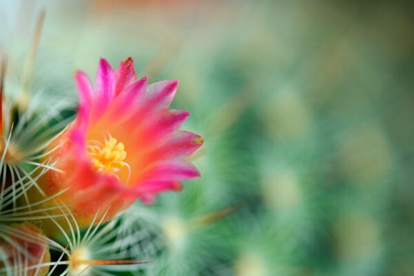 Hermosa flor de cactus en desenfoque