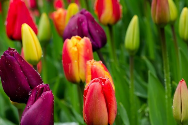 Tulipani colorati con gocce di rugiada