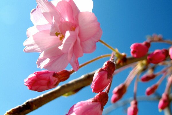Цветок сакуры на фоне неба