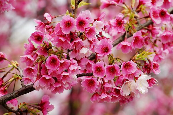 The first flowering of the pink cherry