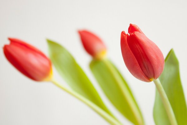 Hermosos tulipanes rojos en desenfoque