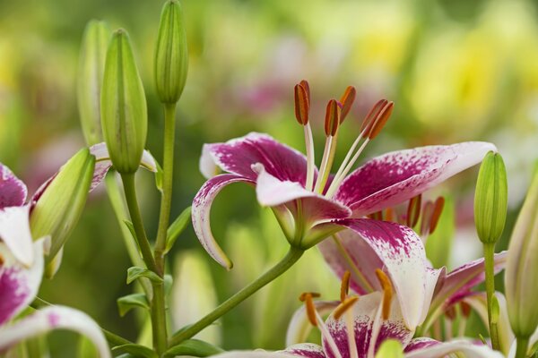 Lilies in detailed drawings