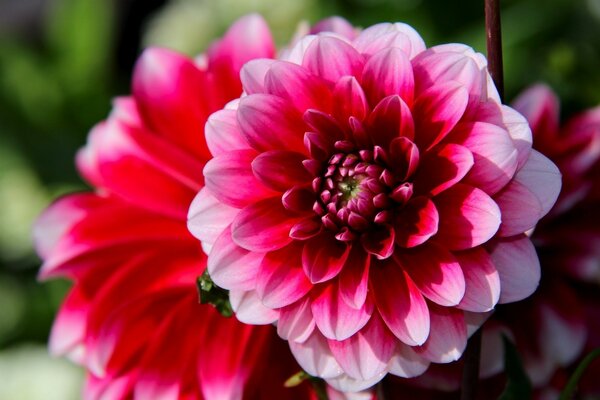 Beautiful bright dahlia flower