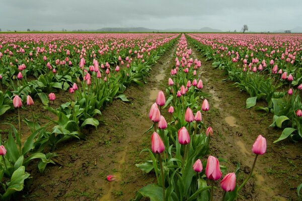 Pink Tulip Plantation Field