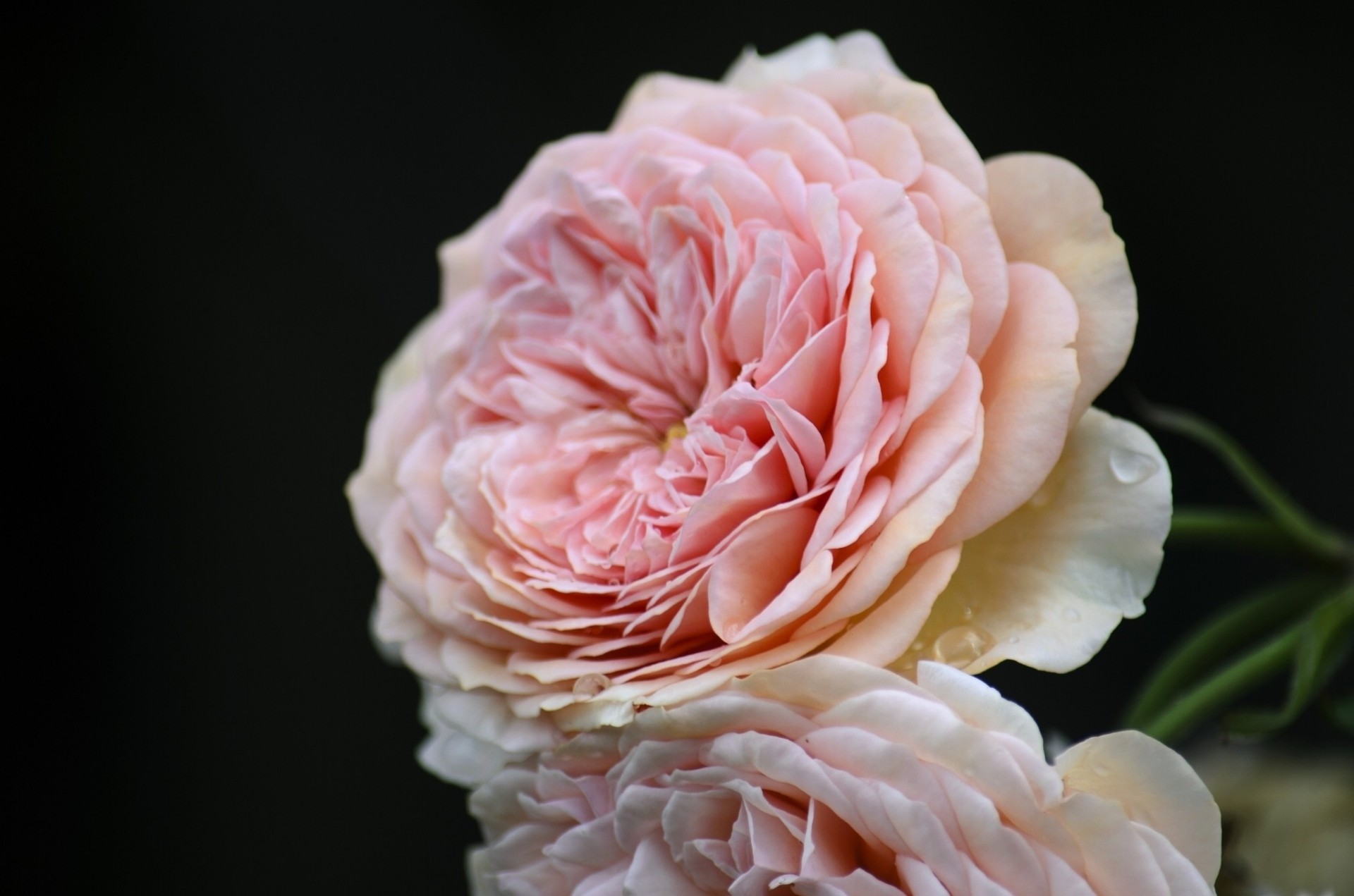 makro rose knospe