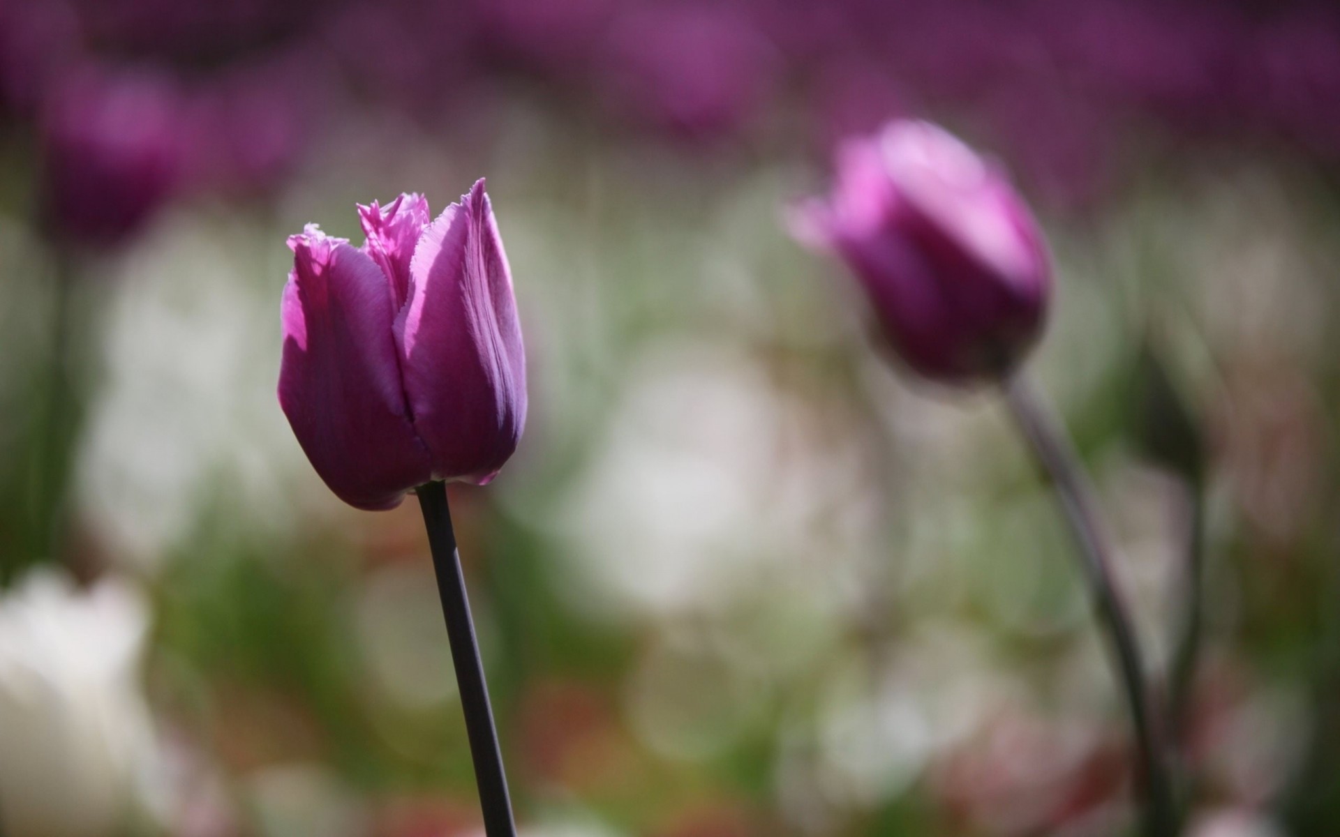 bokeh tulpen blumen