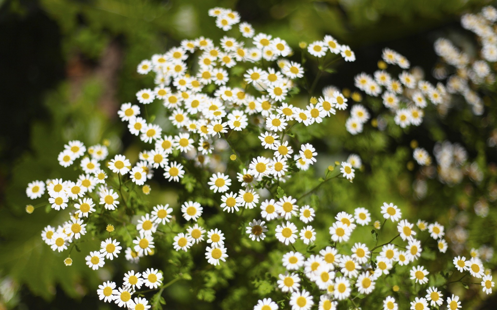 gänseblümchen gras grüns unschärfe blumen