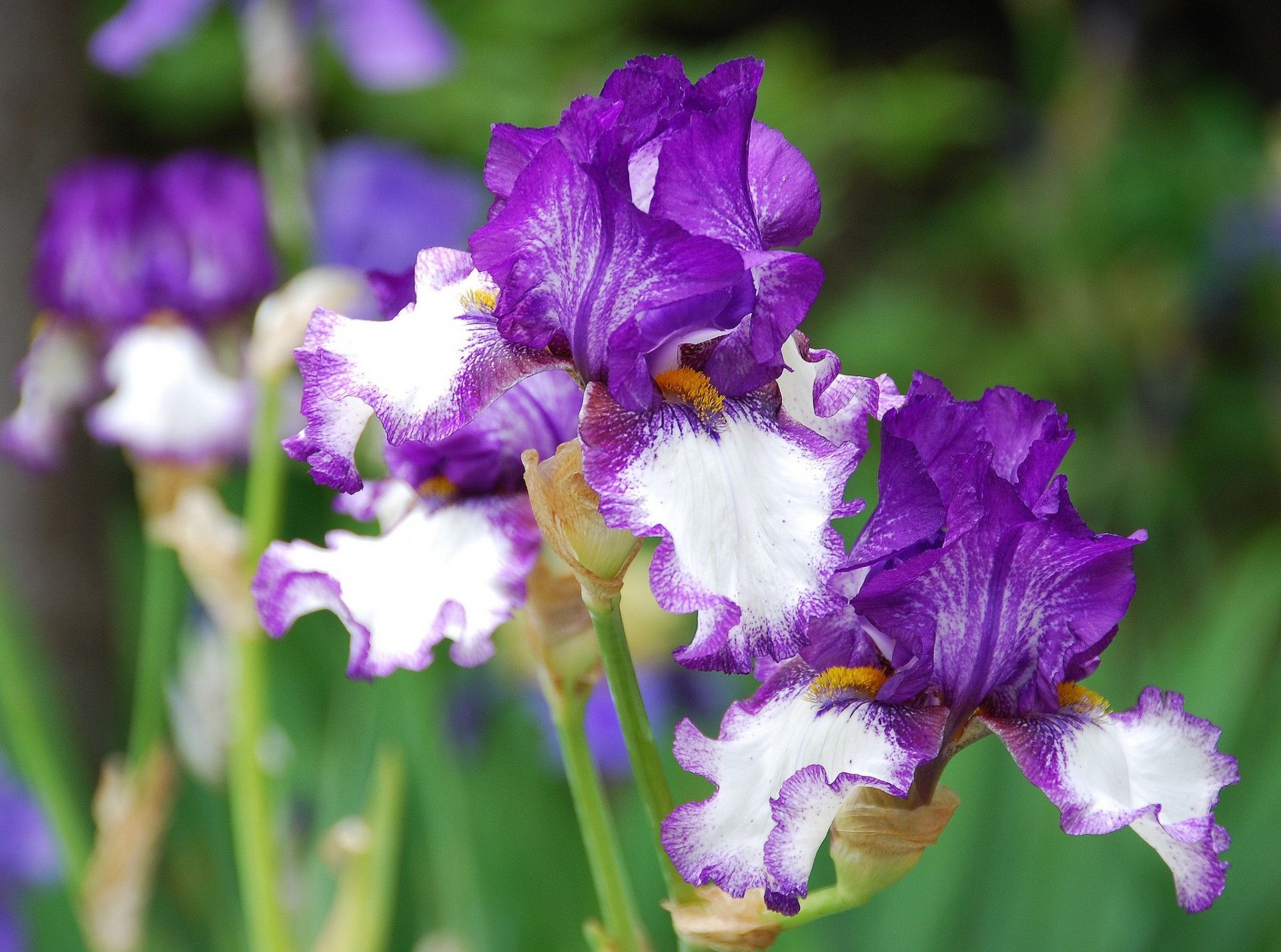 macro iris pétalos