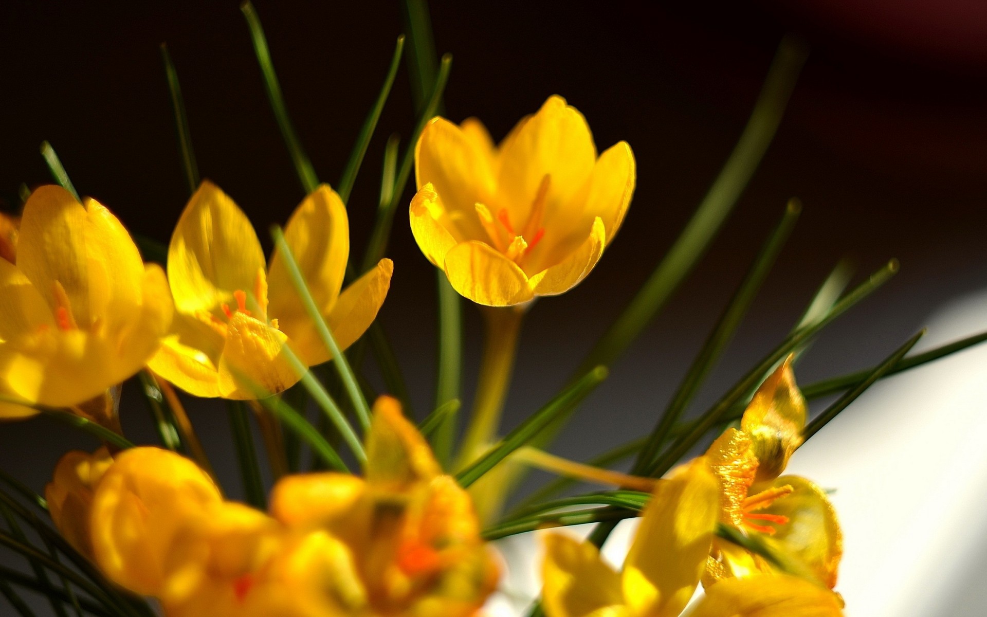 gros plan fleurs nature