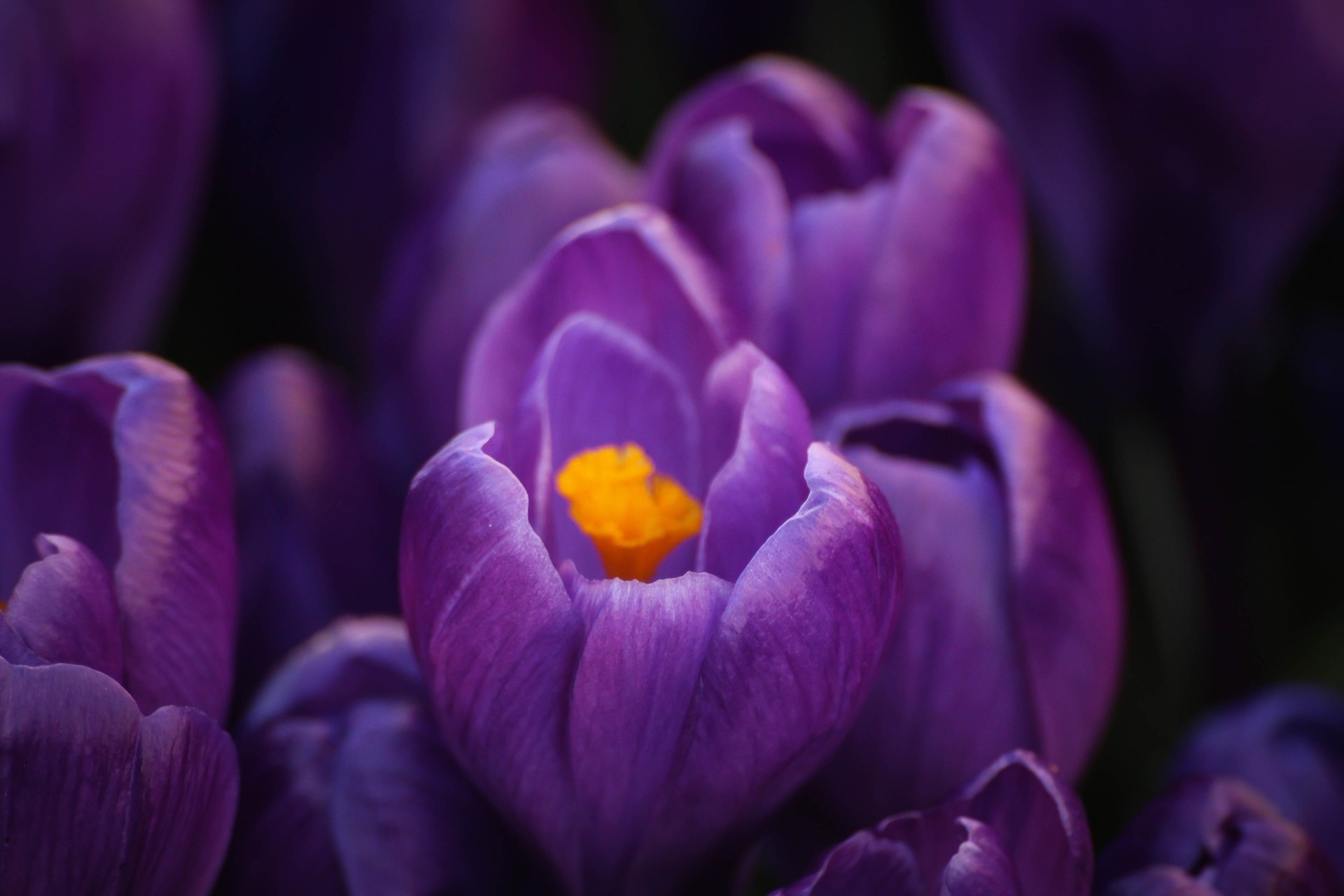 pring crocus purple flower