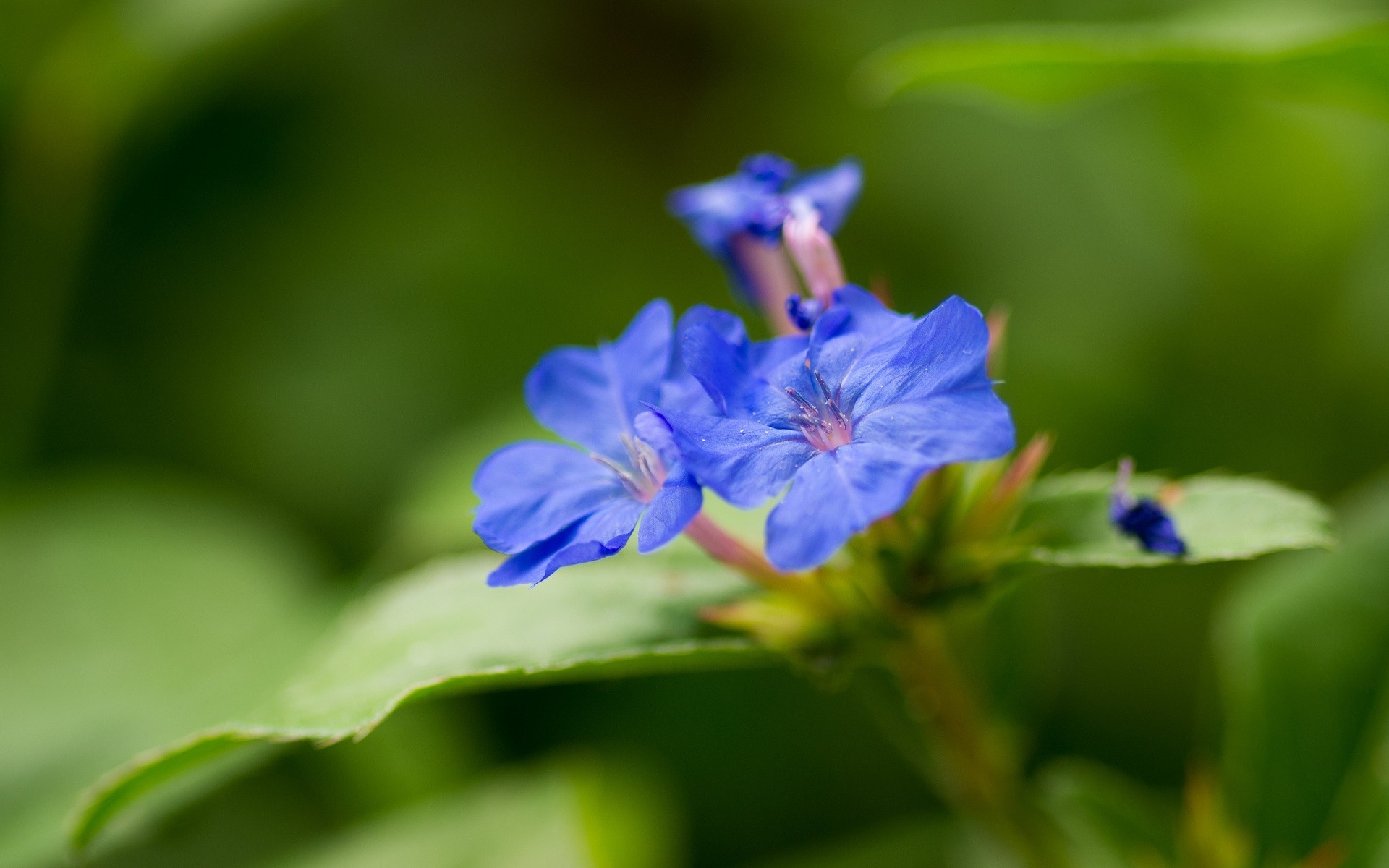 foglia verde stami fiori sfocatura blu petali