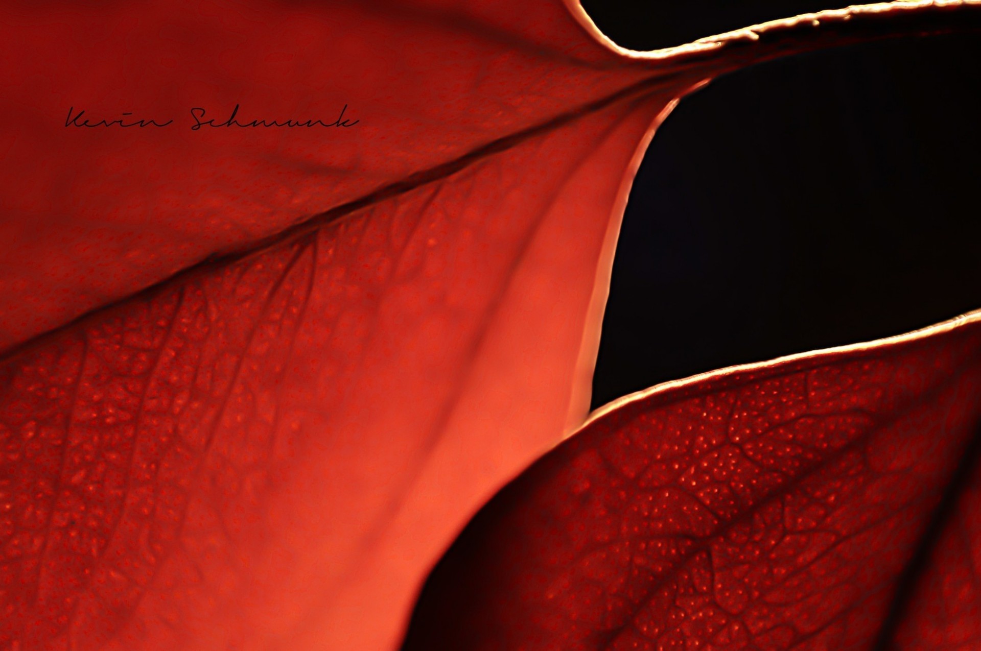 plante automne macro rouge