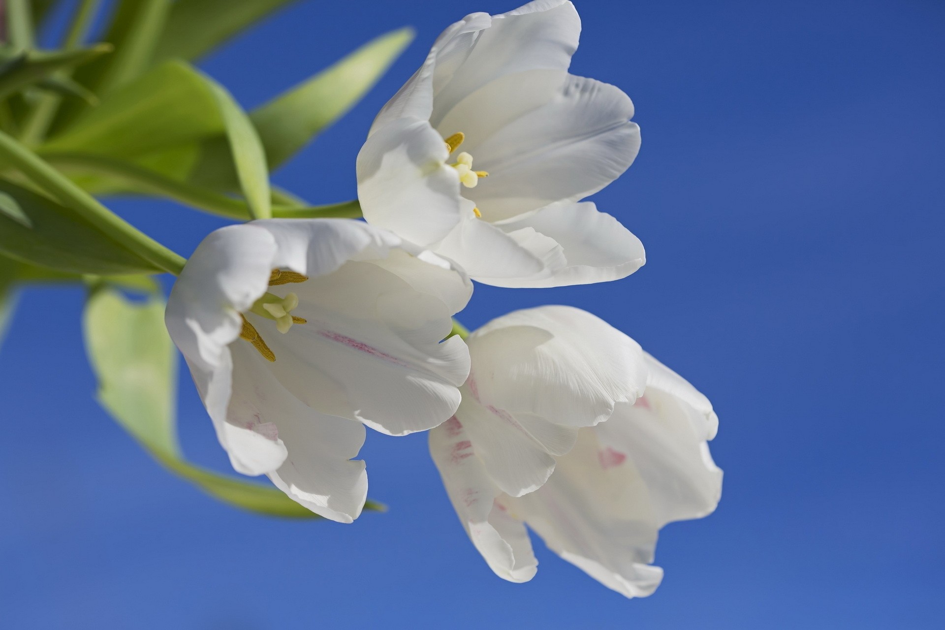 nature flower tulip