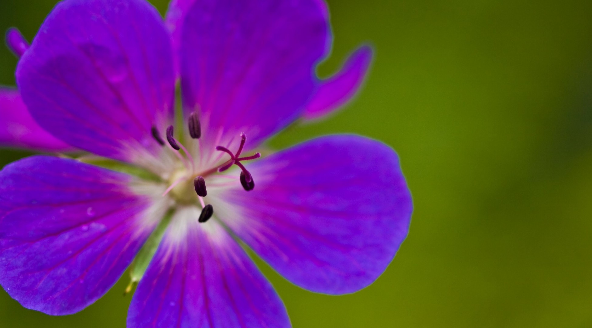 flower plant petals nature