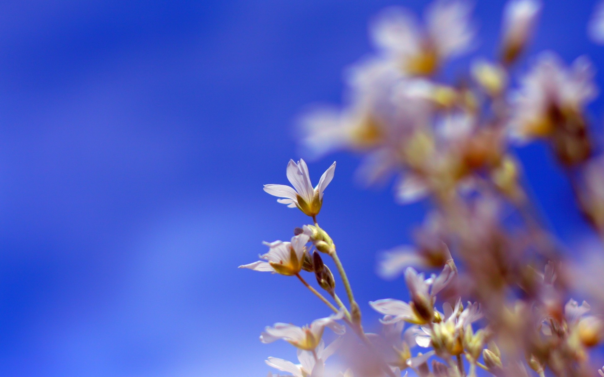 cielo fiori natura