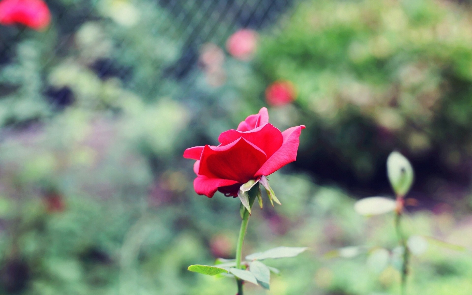 flower green rose background wallpaper pink blur the stem petal