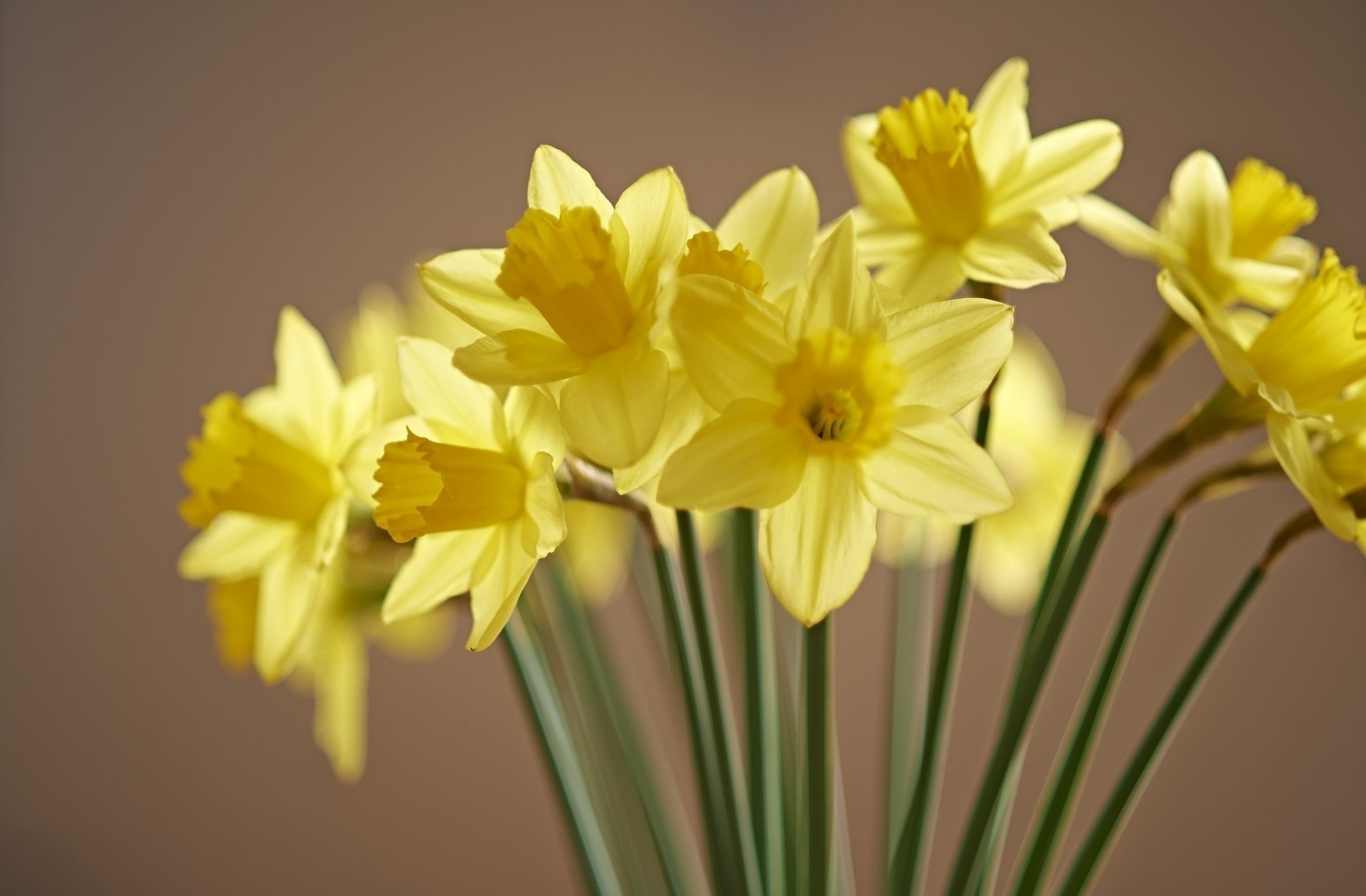 narcisos flores amarillo