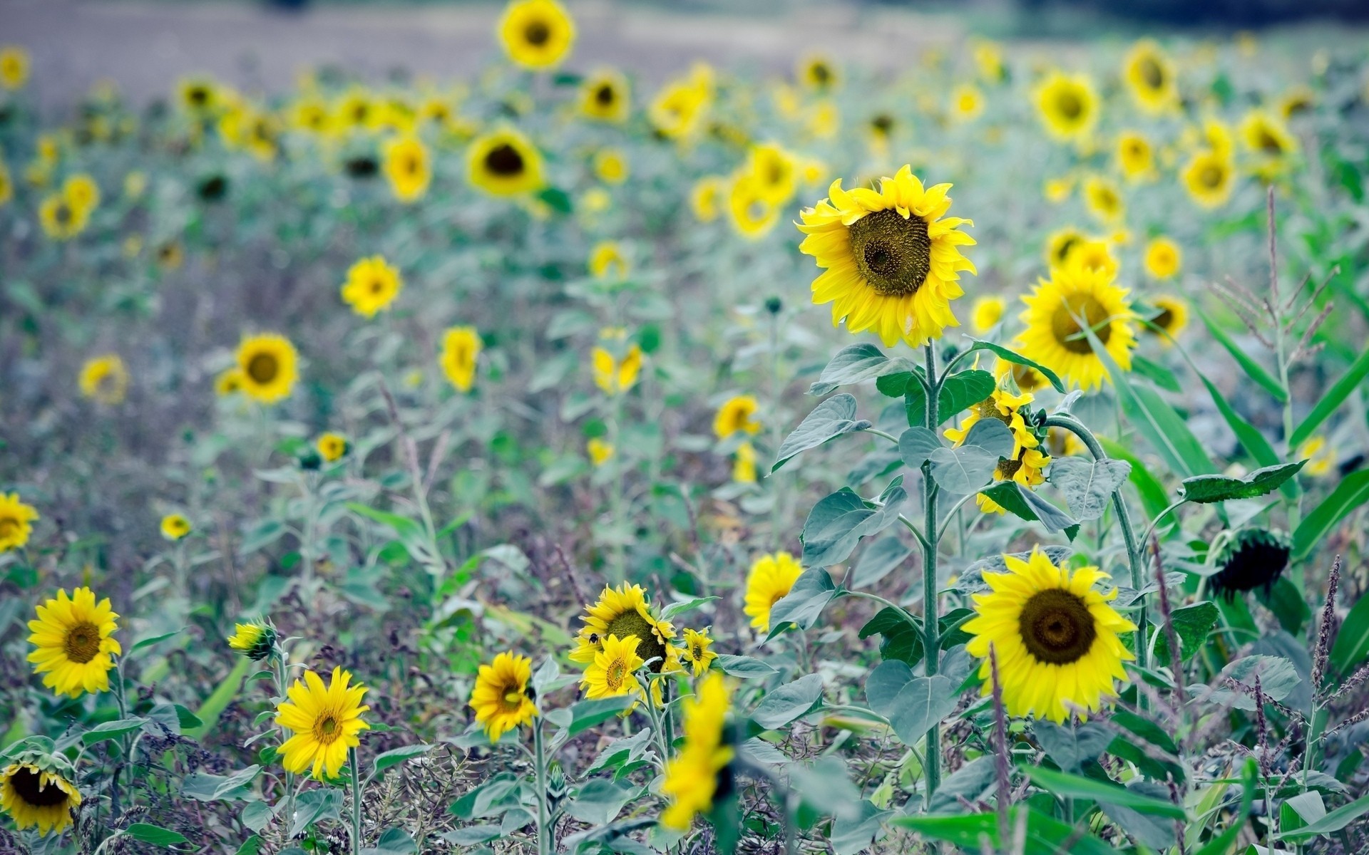 feuille fleurs fond papier peint tournesols champ tournesol