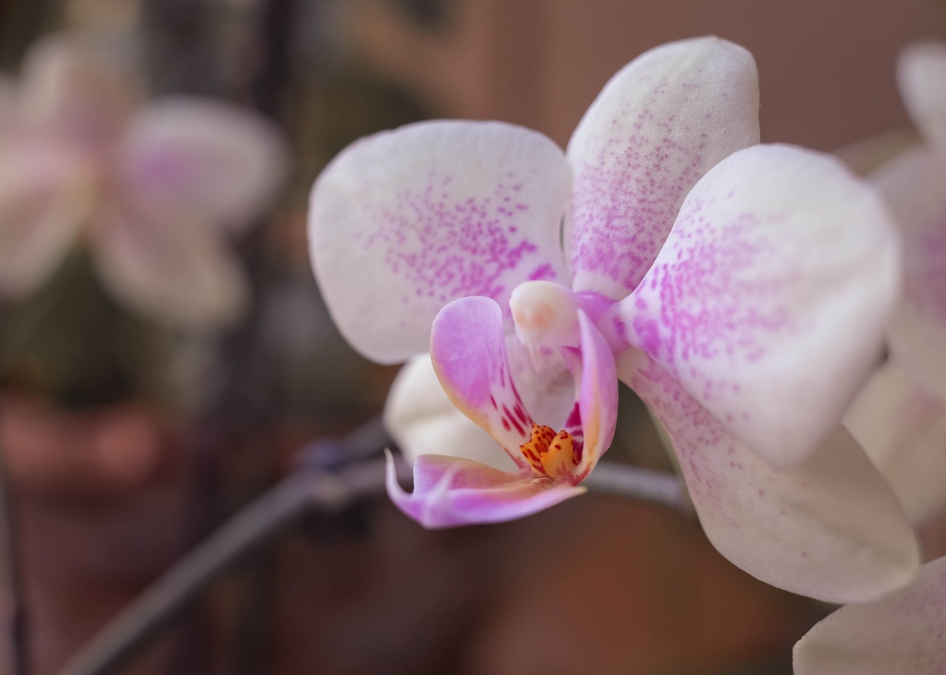 fleur pétales orchidée