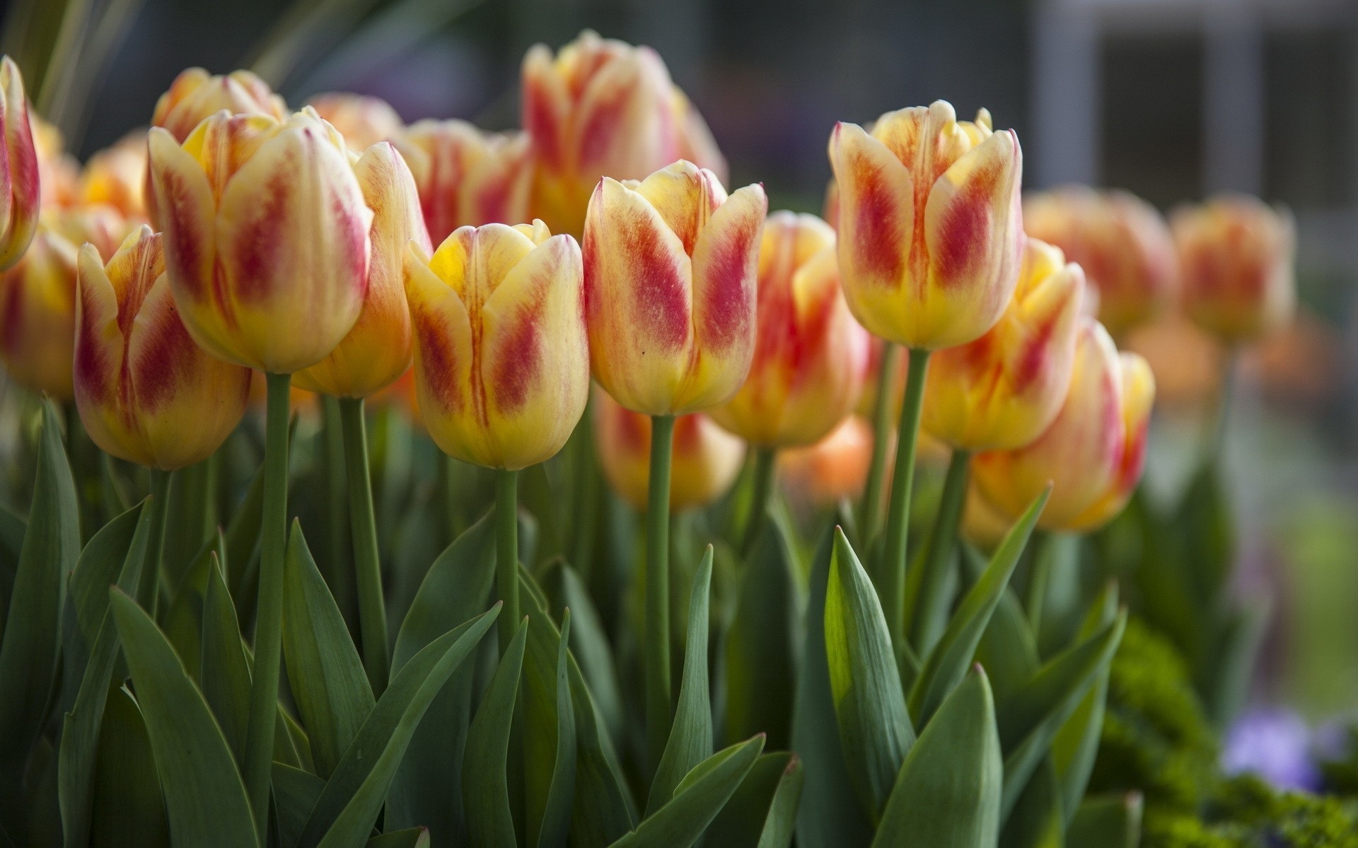 natur blumen tulpen