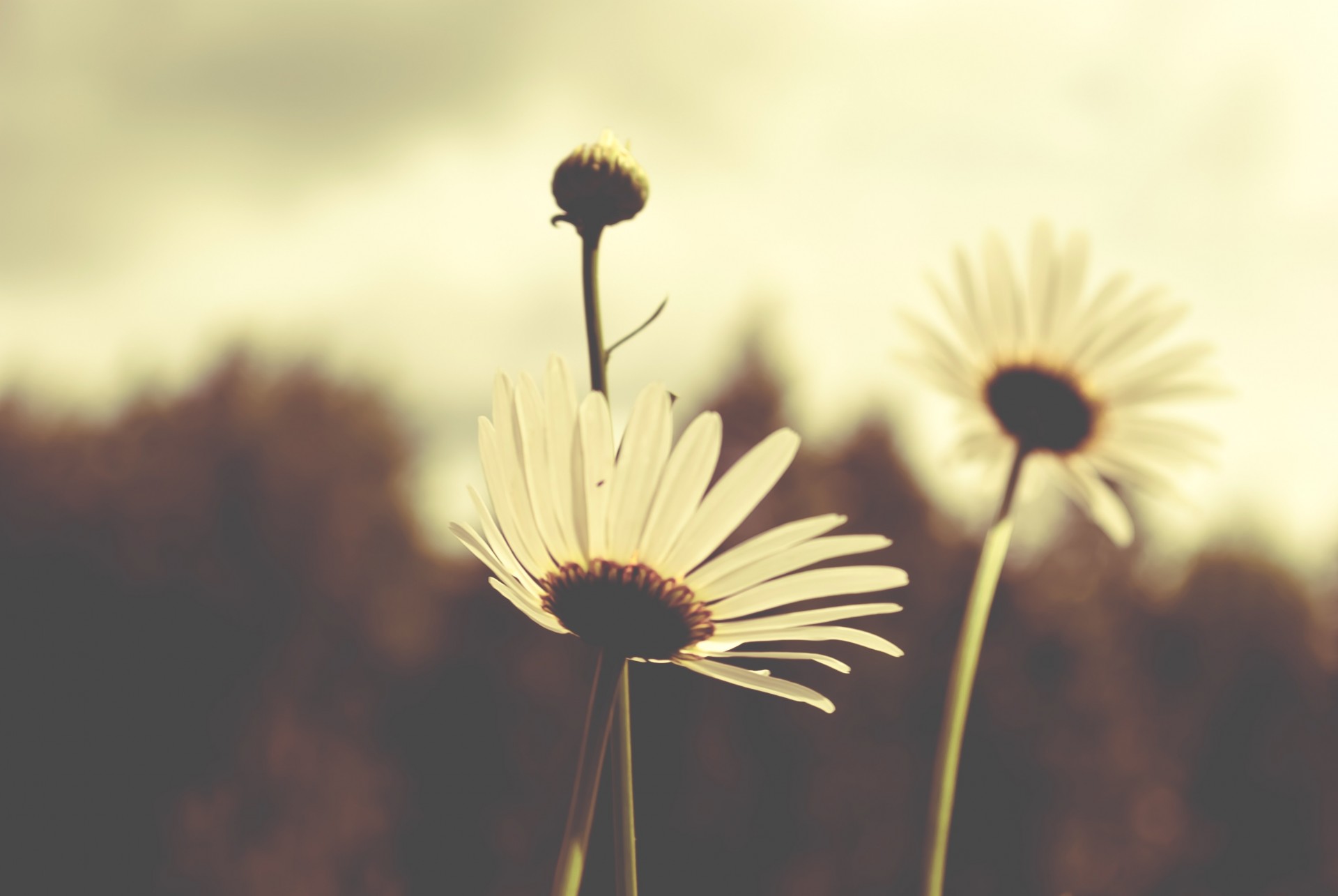 marguerites fleurs pétales blanc